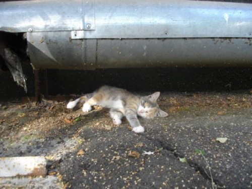 Животные из Чернобыля