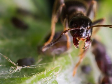 Как избавиться от муравьев в квартире?