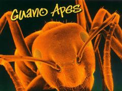 Guano Apes