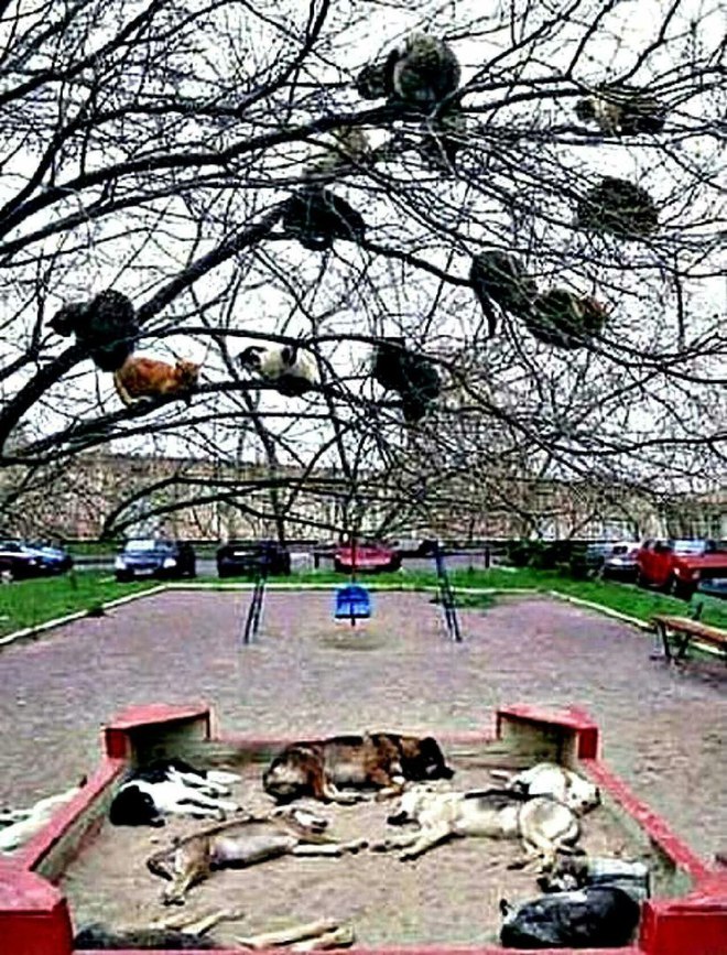 Коты прилетели, собаки в обмороке