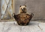 Медведица-йога