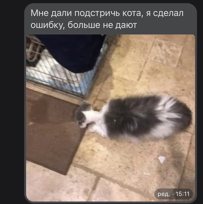 Бедный котик