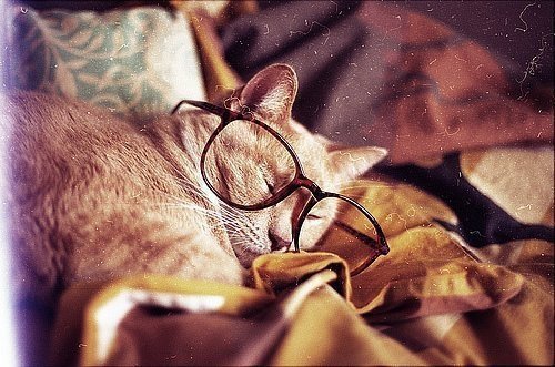 Коты очкарики