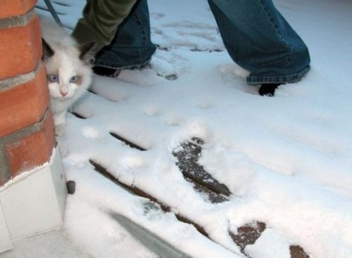 Выгул котов разрешен!;]