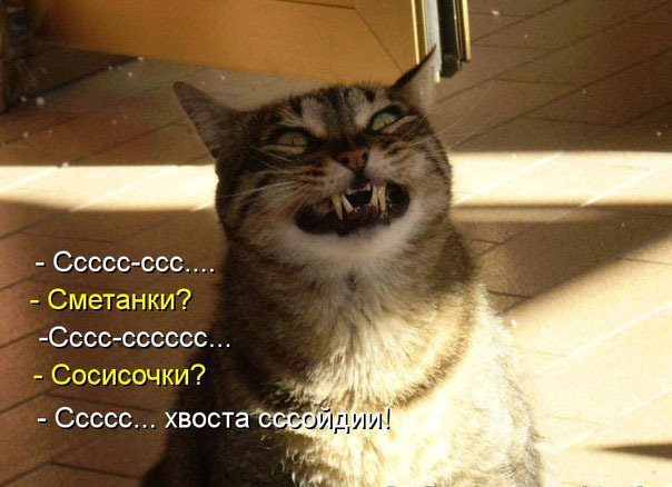 ТОП лучших котоматриц