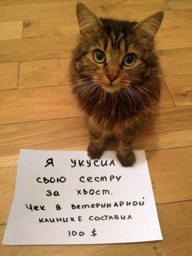 Чистосердечное призанание от котов-пакостников
