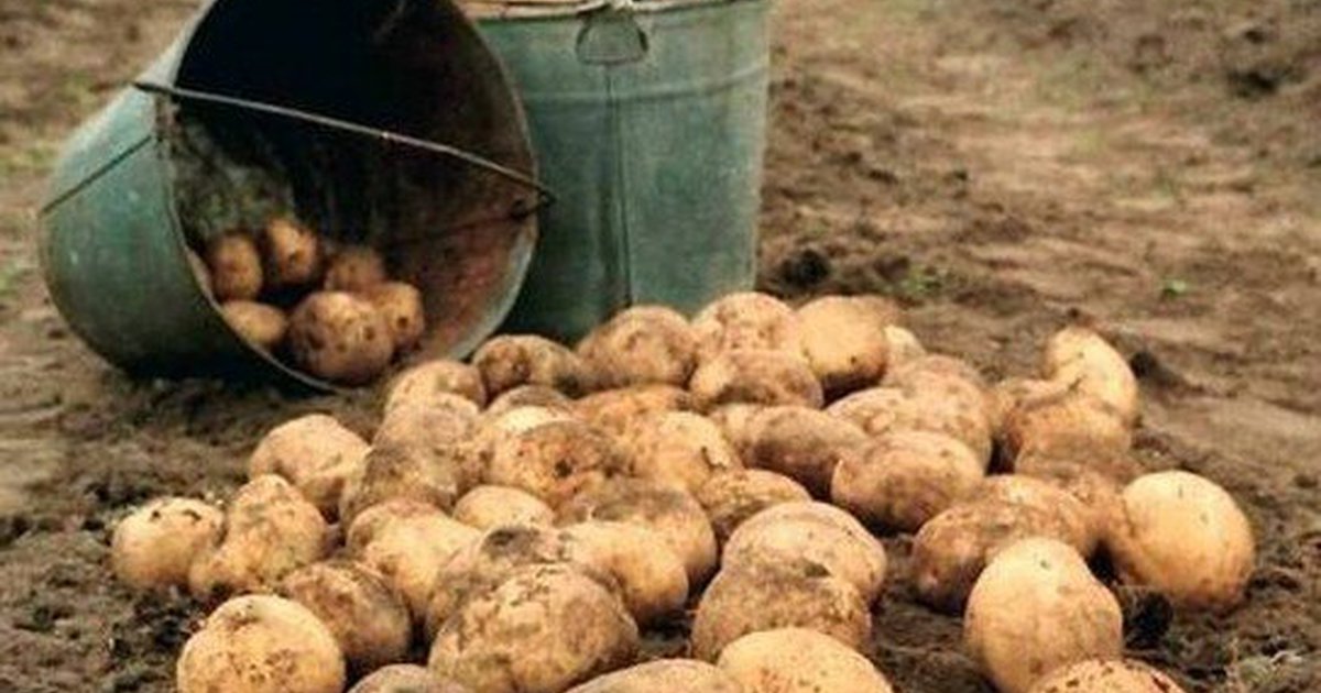 Картофель первого урожая. Урожай картофеля. Копка картошки. Ведро картошки. Уборка картофеля.