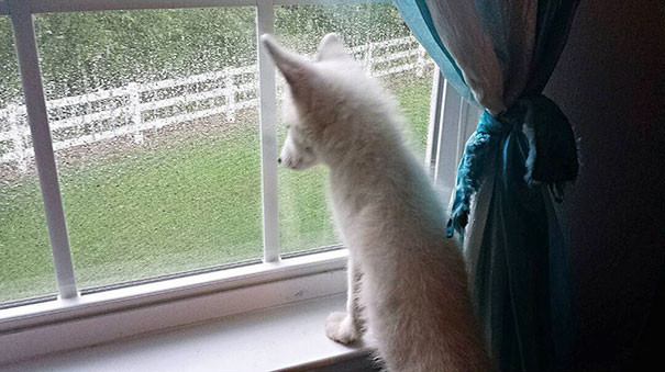 Необычные домашние питомцы