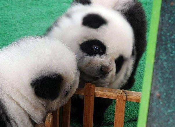 Милые щенки чау-чау в роли панд