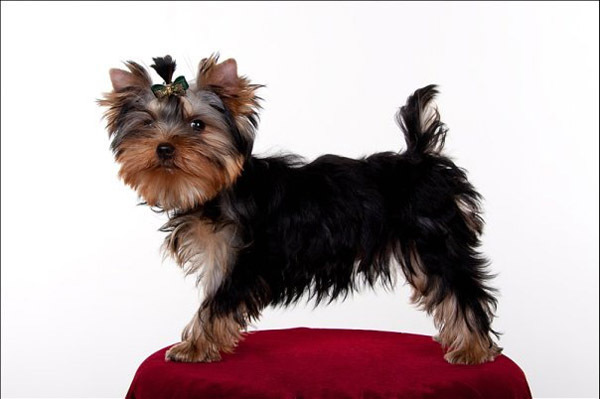 Малыши с бантиками