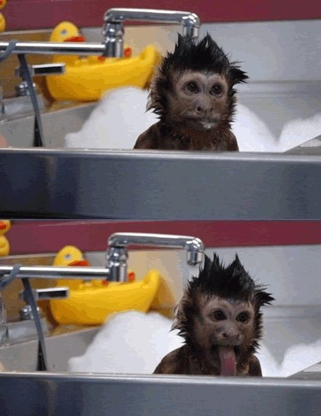 Смешная обезьянка показывает язык