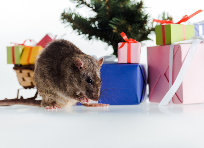 Узнай, что тебя ждет в год Белой Крысы