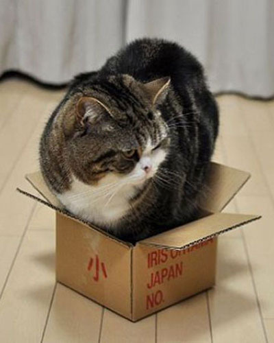 Мару - король коробок