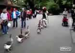 Гуси маршеруют