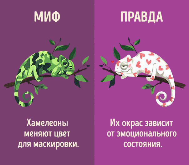 Интересно знать! Мифы и реальность