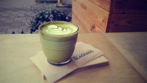 Whitebeard Blackbird