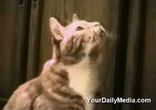 коты