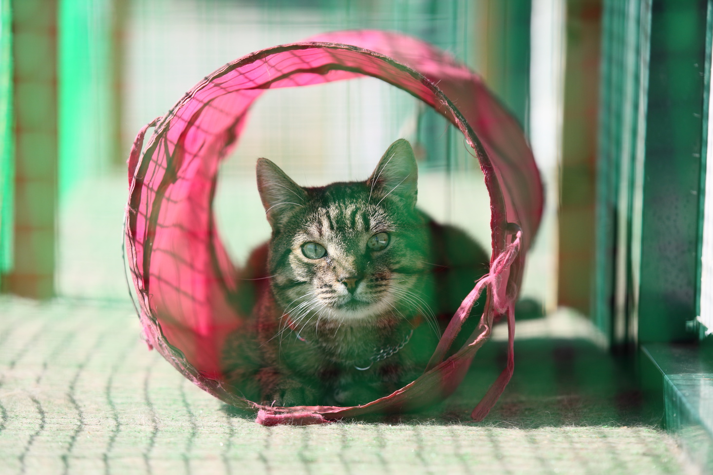 Purina®