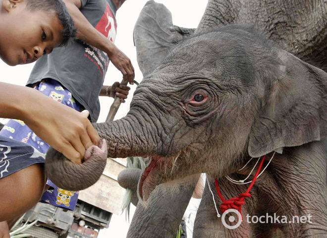 Слони в Таїланді