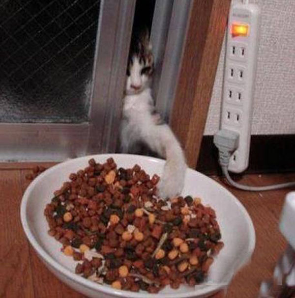 Самые очаровательные воришки