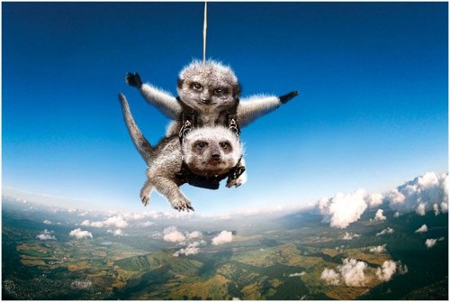 Спортивные миркаты-няшки