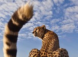 animals animals