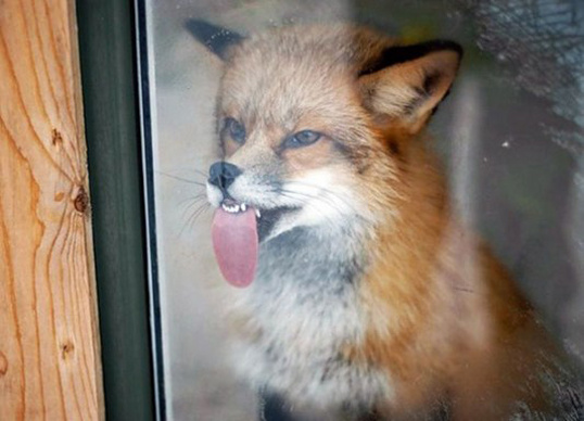 Няшки у стекла