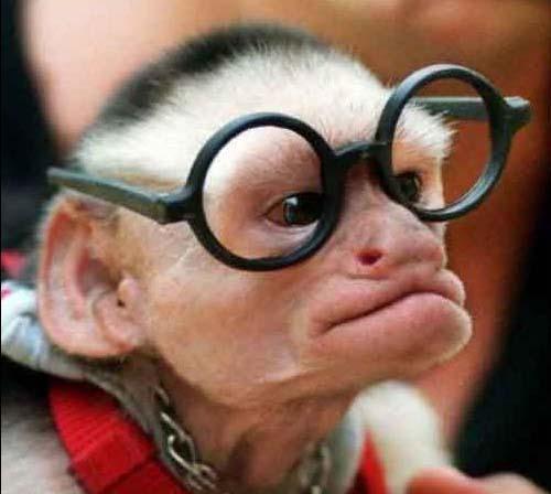 Жизнь приматов