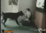 ниндзя