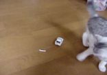 Котенок и машинка
