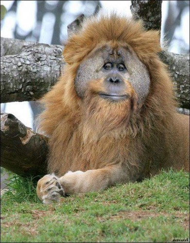 Последствия Чернобыля