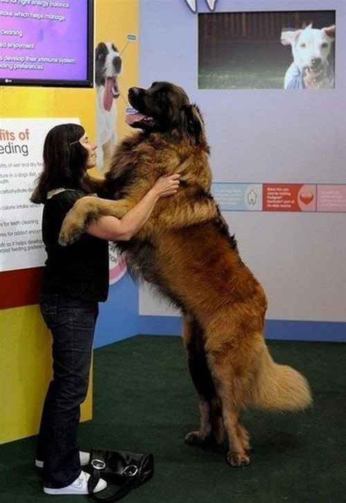 Прикольная подборка самых больших собак