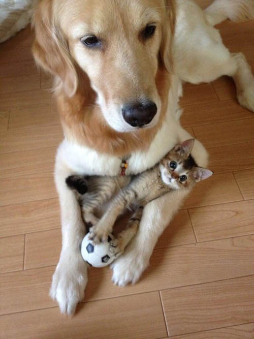 Котенок Васаби со своим лучшим другом