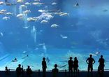 Аквариум Kuroshio Churaumi