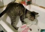 Кот моет посуду