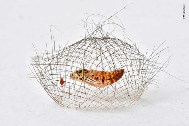 Wildlife Photographer of the Year