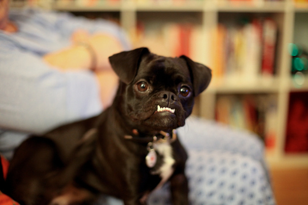 Собаки - зубаки