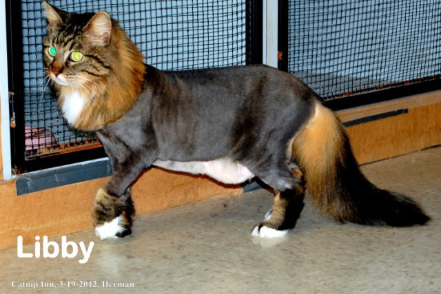 Мой хозяин - идиот