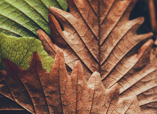 Осіннє рівнодення: прикмети