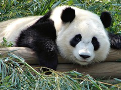 Панда - самый добрый мишка-вегетарианец