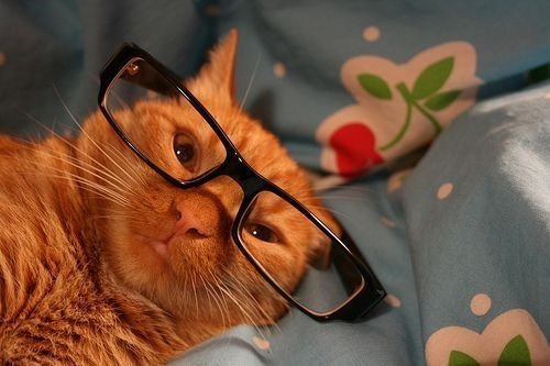 Коты очкарики