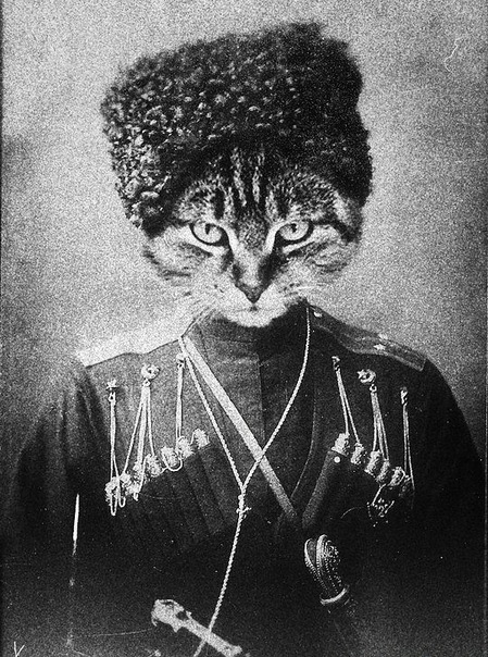 Подборка крутых котэ