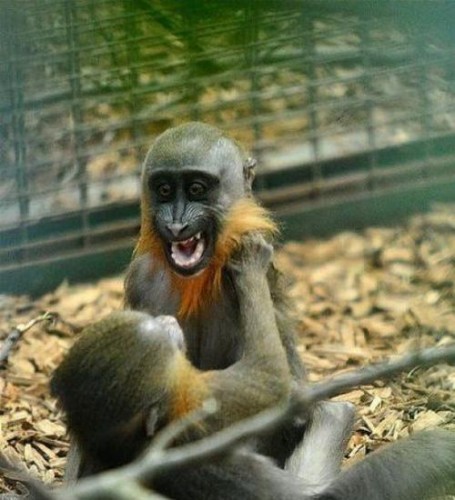 Жизнь приматов
