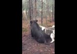 Лайка восточно-европейская