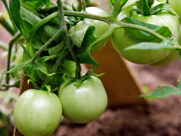 Зеленые помидоры на зиму: правила соления