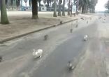 Кроличья атака!