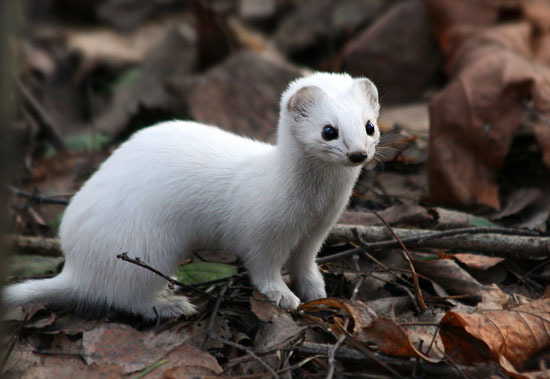 Самое ласковое животное