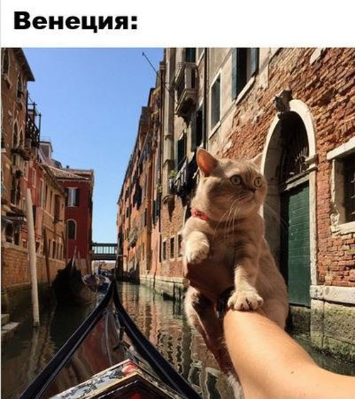 Кот, который путешествует больше тебя!