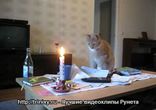 Кот vs. Свечка