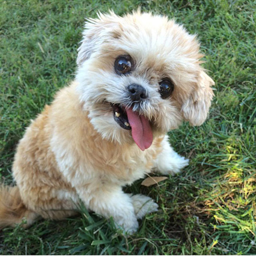 12-летняя собака породы ши-тцу Марни - звезда Инстаграма